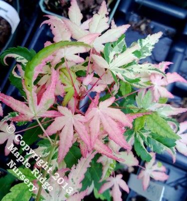 Acer palmatum 'Mardi Gras' Variegated Japanese Maple